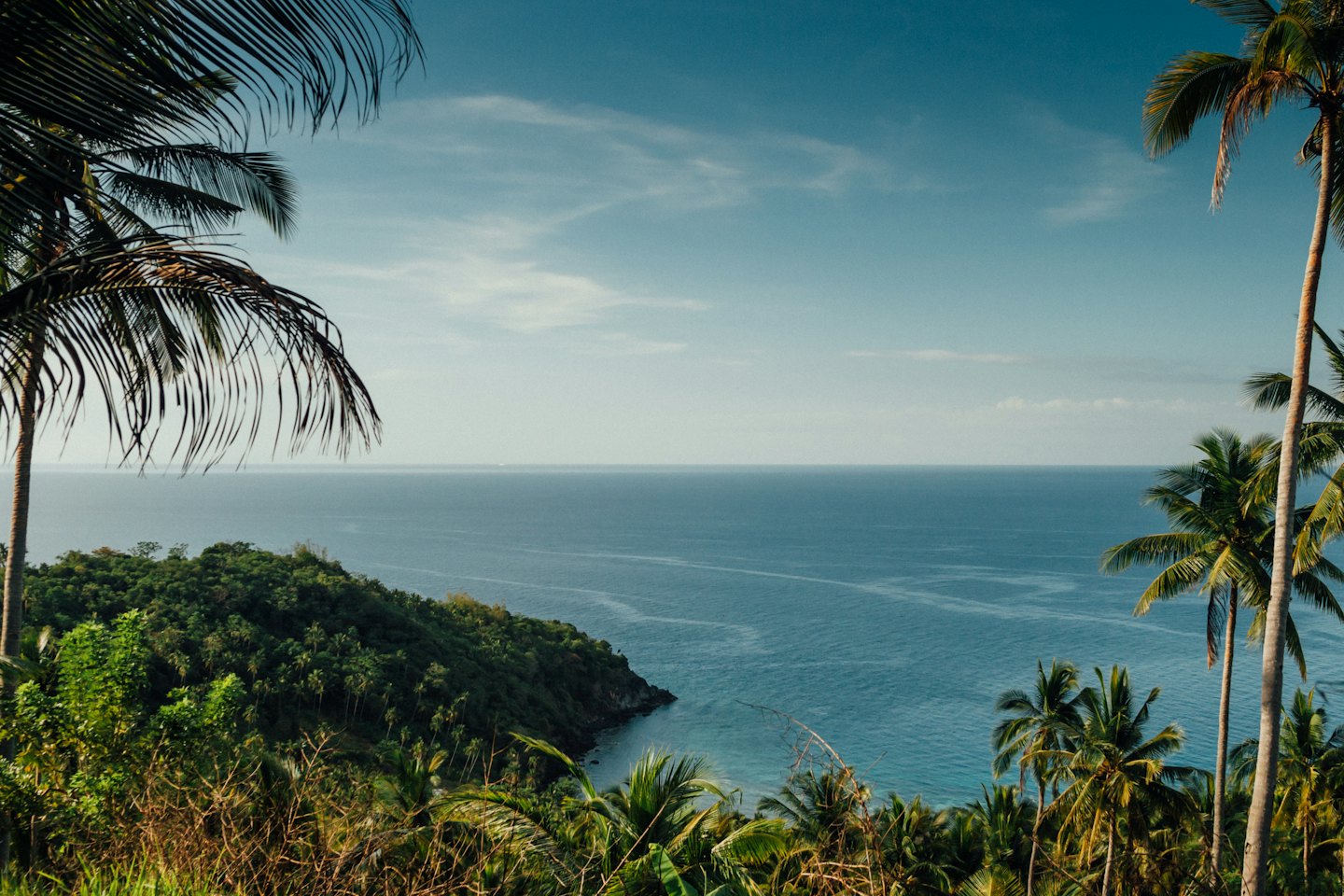 Palm trees overlooking a tropical coastline and blue ocean.
